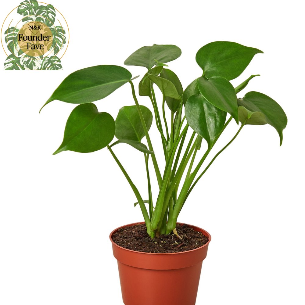 Monstera 'Swiss Cheese' Indoor Plant - Mental Houseplants™