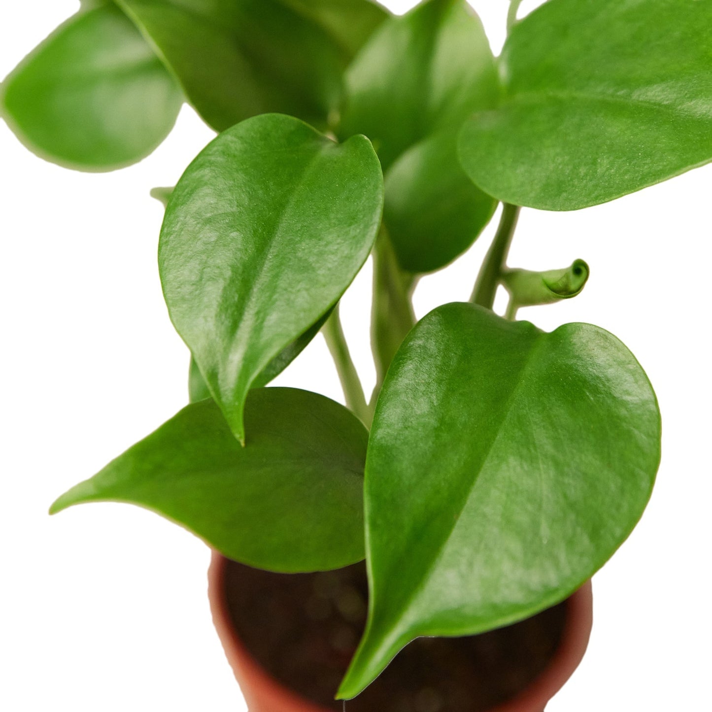 Monstera 'Swiss Cheese' Indoor Plant - Mental Houseplants™