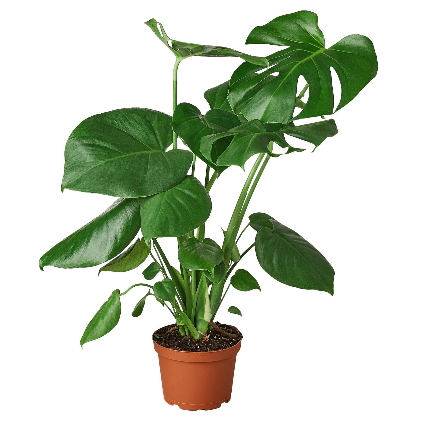 Monstera 'Swiss Cheese' Indoor Plant - Mental Houseplants™
