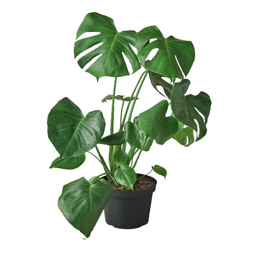 Monstera 'Swiss Cheese' Indoor Plant - Mental Houseplants™