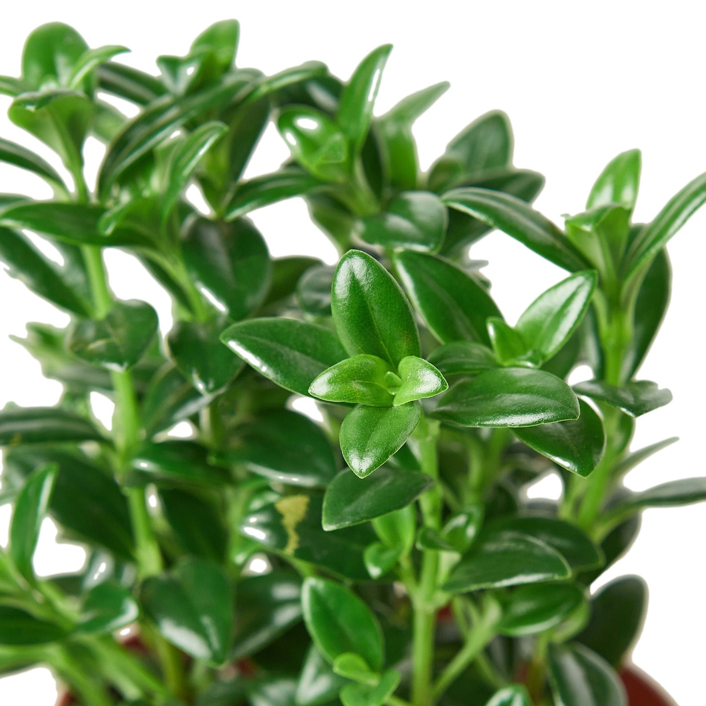Nemetanthus 'Goldfish Plant' Indoor Plant - Mental Houseplants™