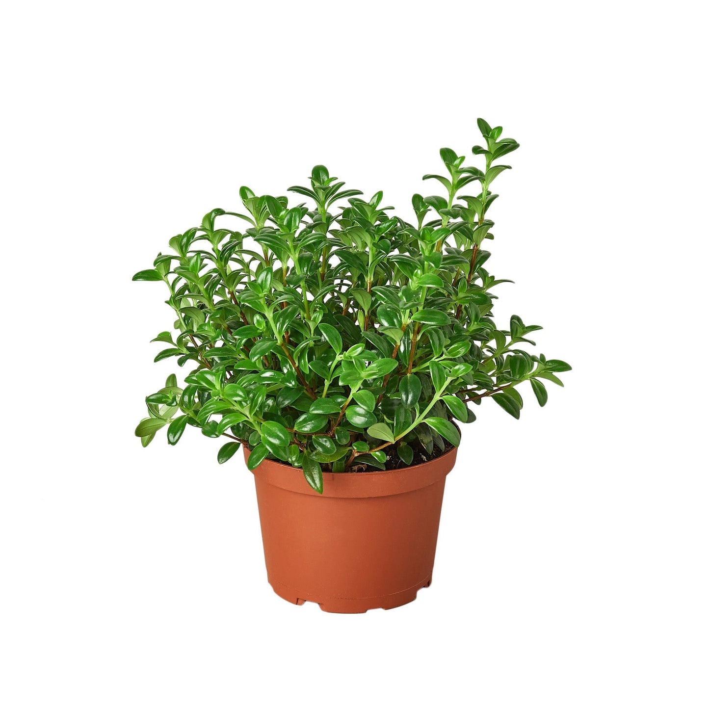 Nemetanthus 'Goldfish Plant' Indoor Plant - Mental Houseplants™