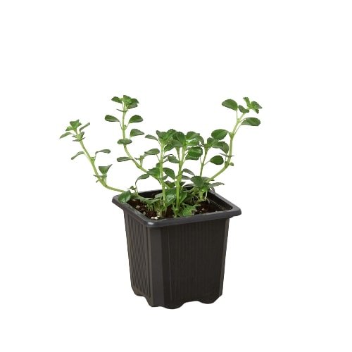 Nettle 'Baby's Tear' Indoor Plant - Mental Houseplants™