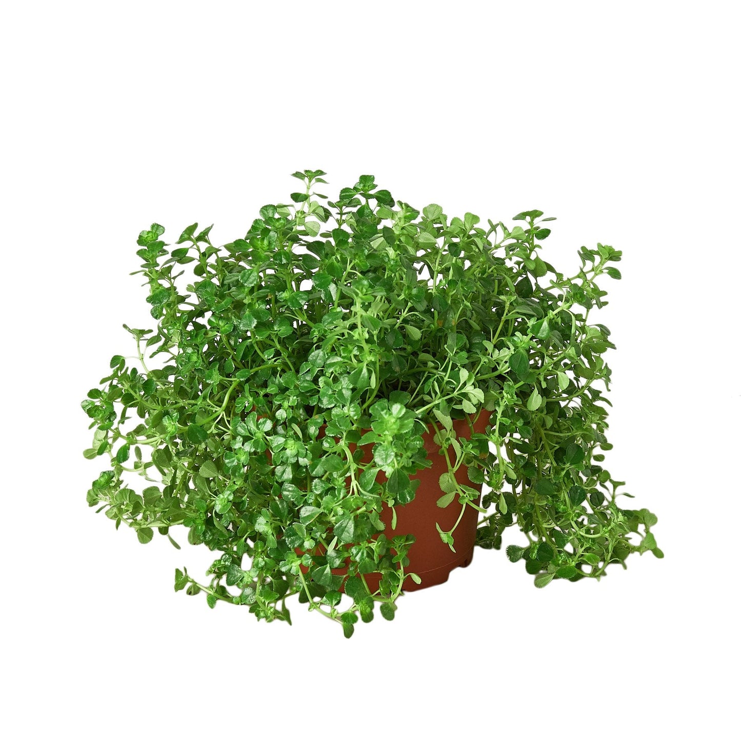 Nettle 'Baby's Tear' Indoor Plant - Mental Houseplants™