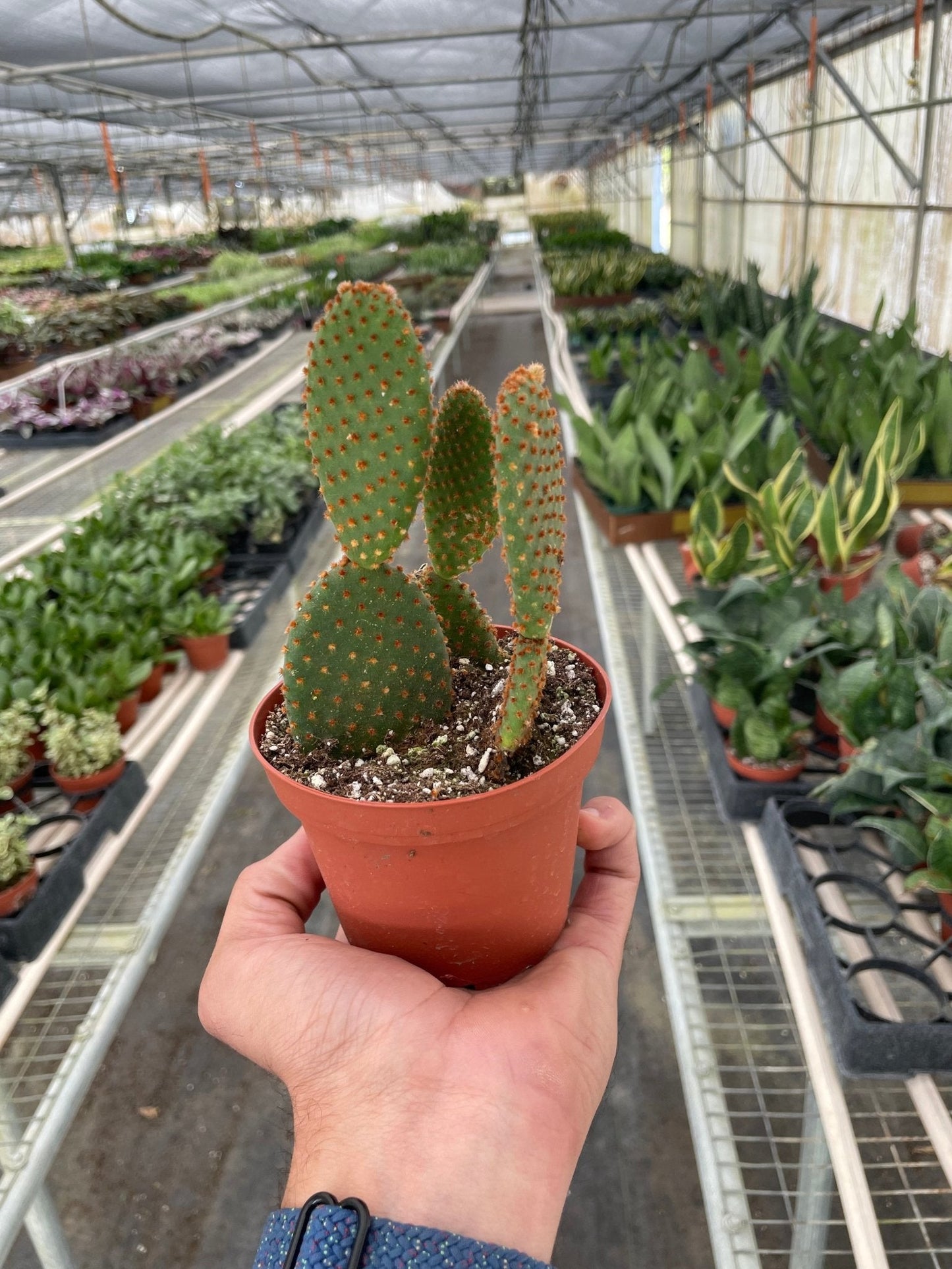 Opuntia 'Microdasys' (Bunny Ear Cactus) Indoor Plant - Mental Houseplants™