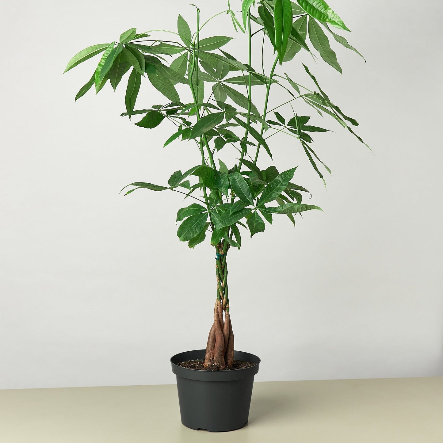 Pachira 'Braided Money Tree' Indoor Plant - Mental Houseplants™