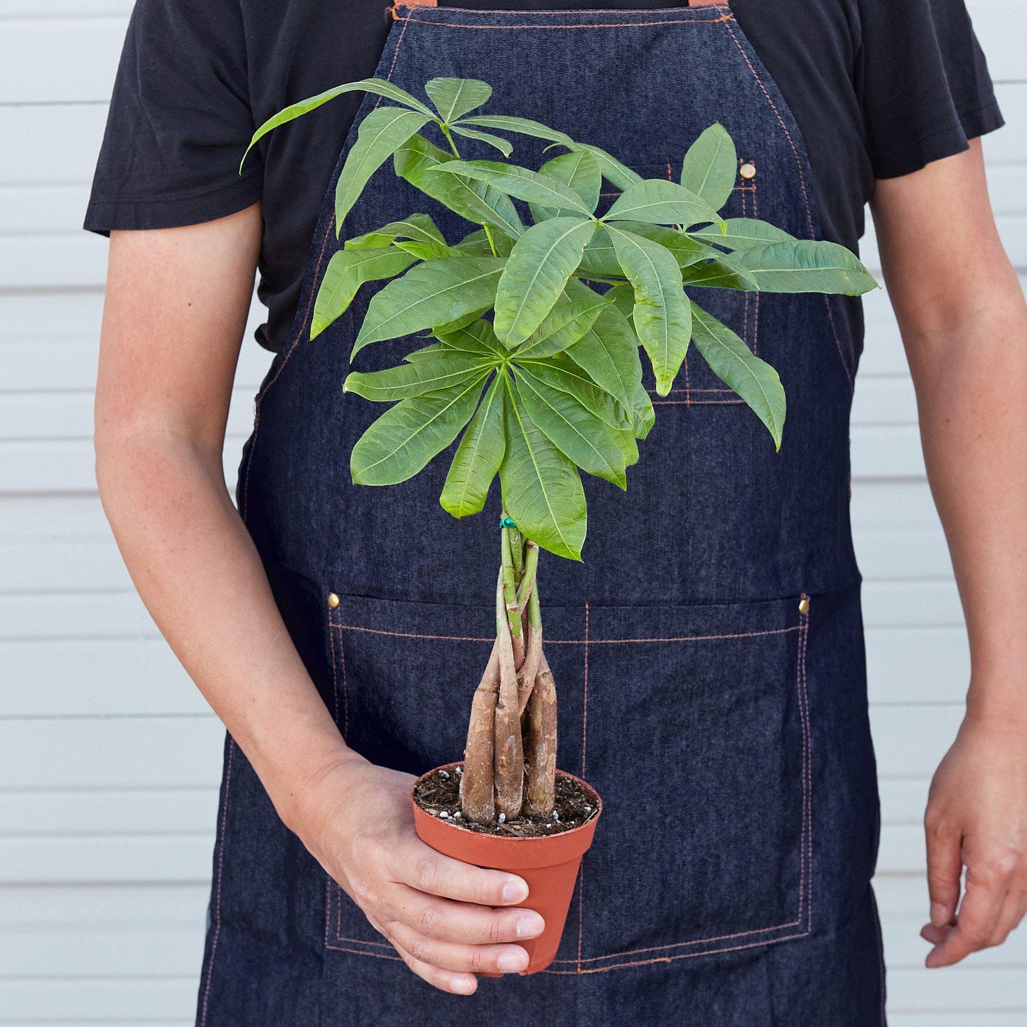 Pachira 'Braided Money Tree' Indoor Plant - Mental Houseplants™