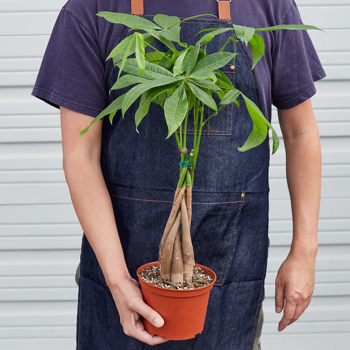 Pachira 'Braided Money Tree' Indoor Plant - Mental Houseplants™