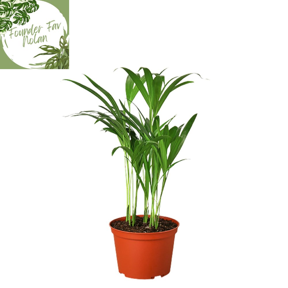 Palm 'Areca' Indoor Plant - Mental Houseplants™
