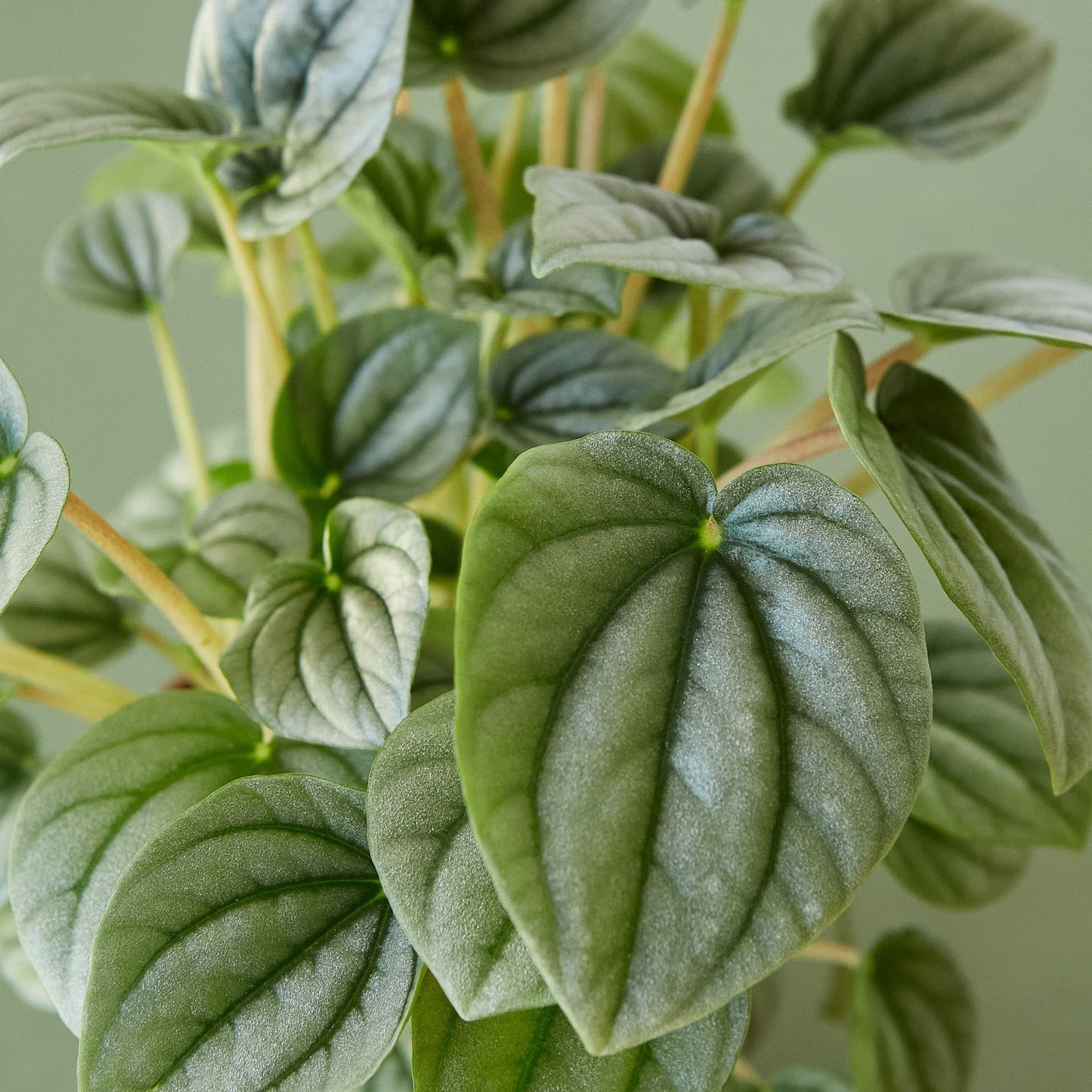 Peperomia 'Frost' Indoor Plant - Mental Houseplants™
