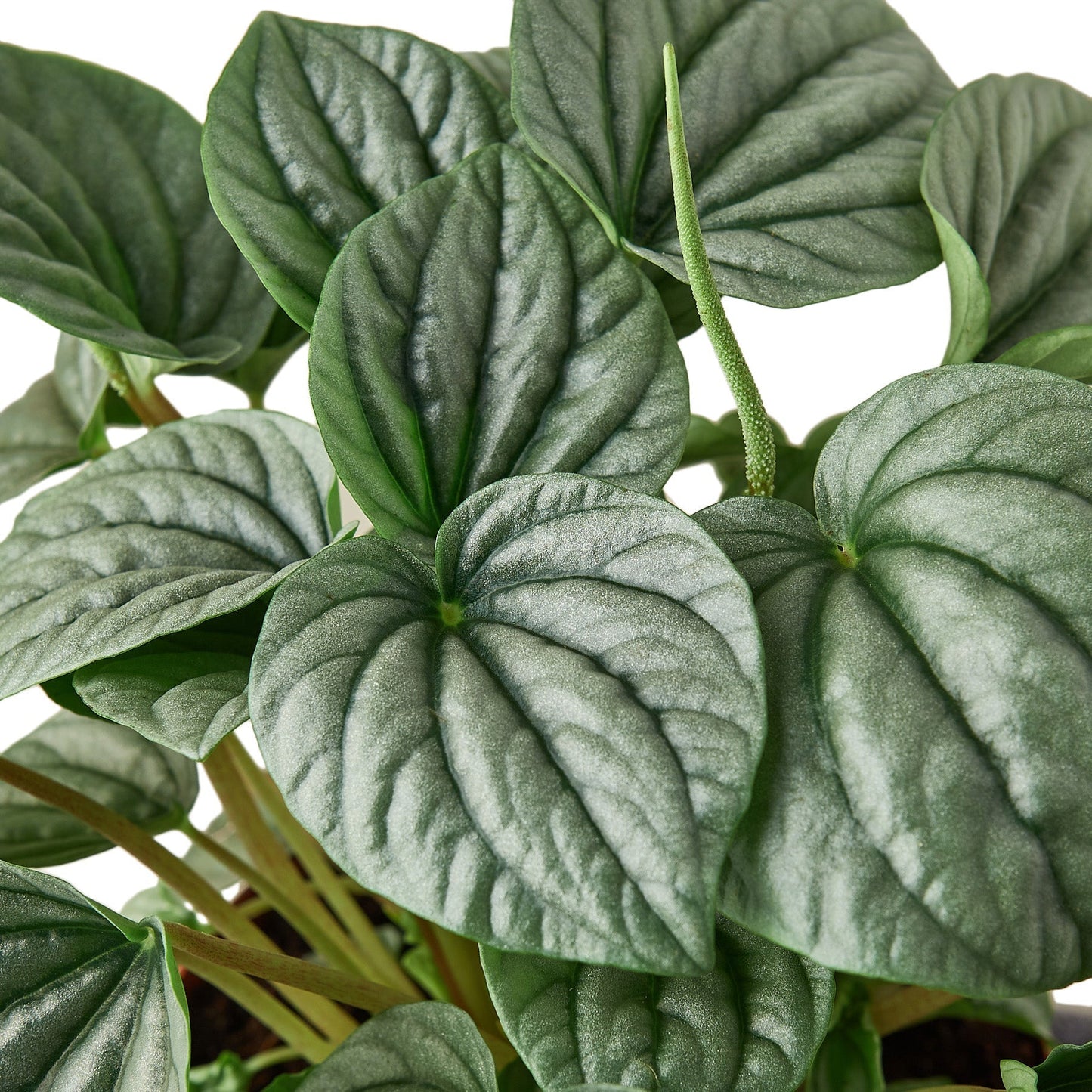 Peperomia 'Frost' Indoor Plant - Mental Houseplants™