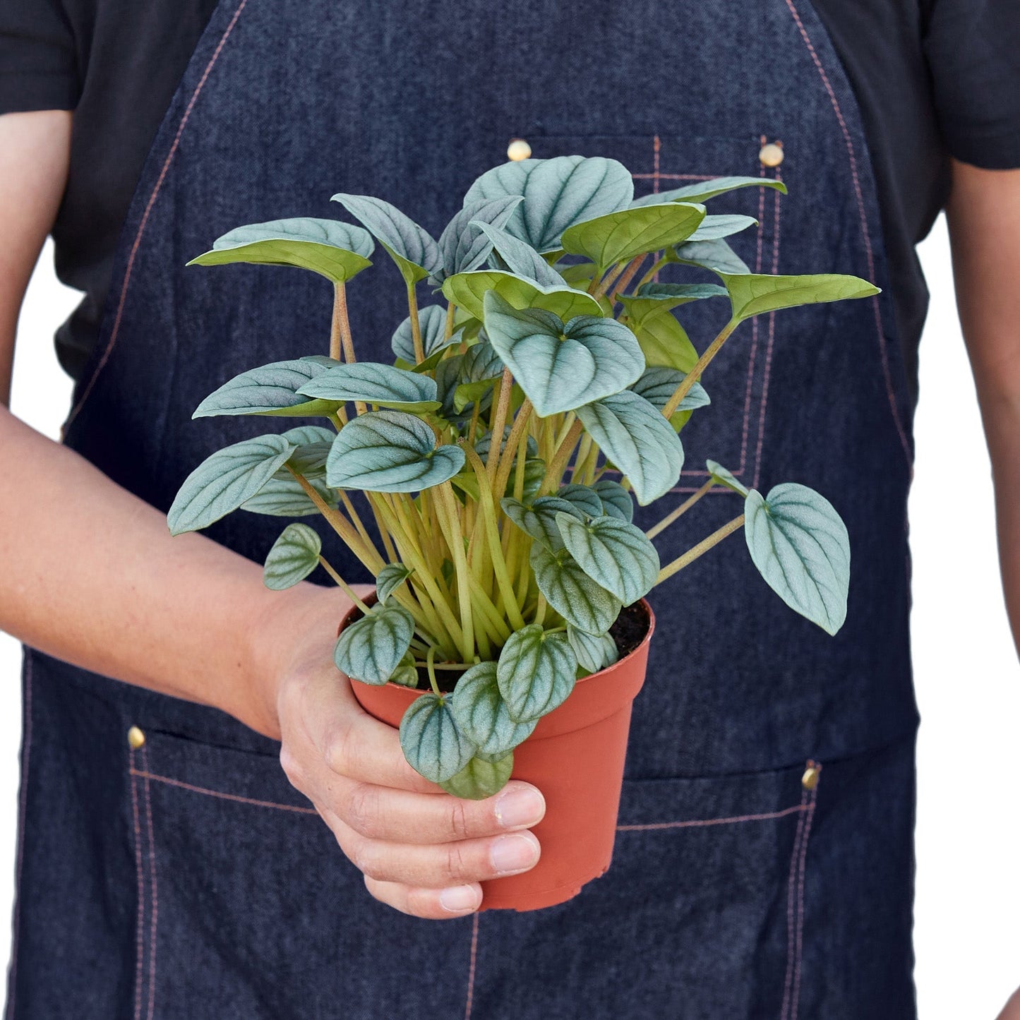 Peperomia 'Frost' Indoor Plant - Mental Houseplants™