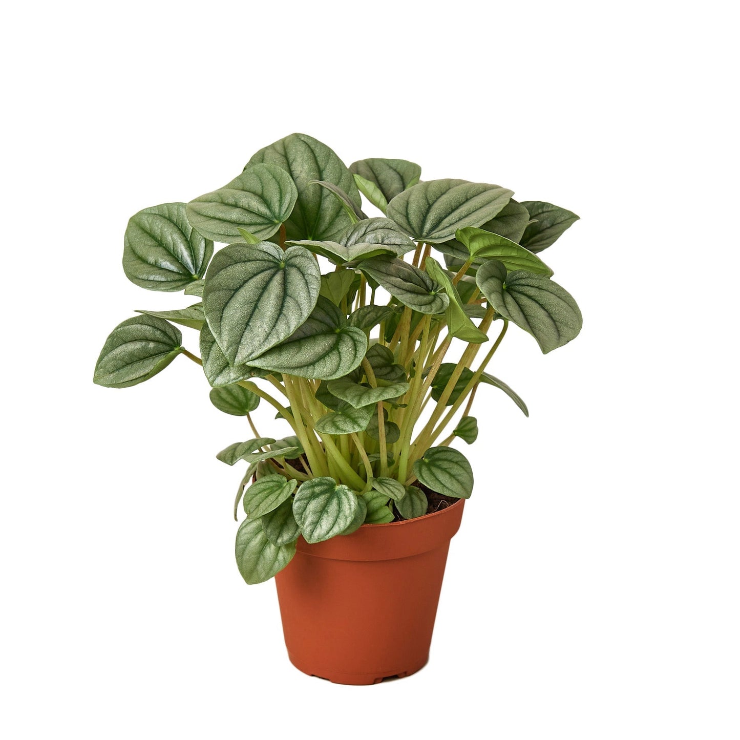 Peperomia 'Frost' Indoor Plant - Mental Houseplants™
