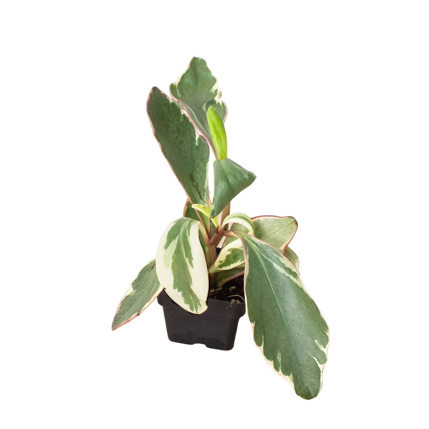 Peperomia 'Ginny' Indoor Plant - Mental Houseplants™