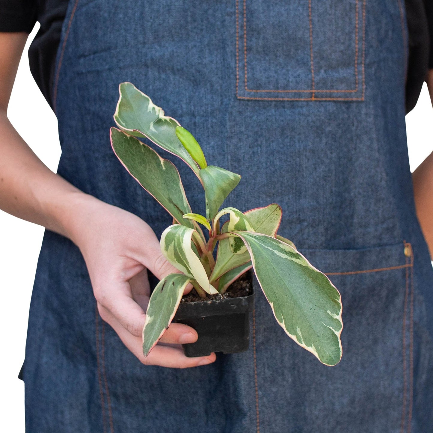 Peperomia 'Ginny' Indoor Plant - Mental Houseplants™