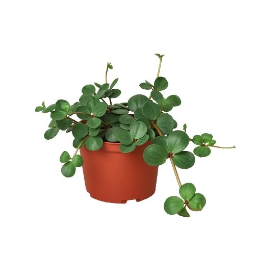 Peperomia 'Hope' - 4" Pot Indoor Plant - Mental Houseplants™