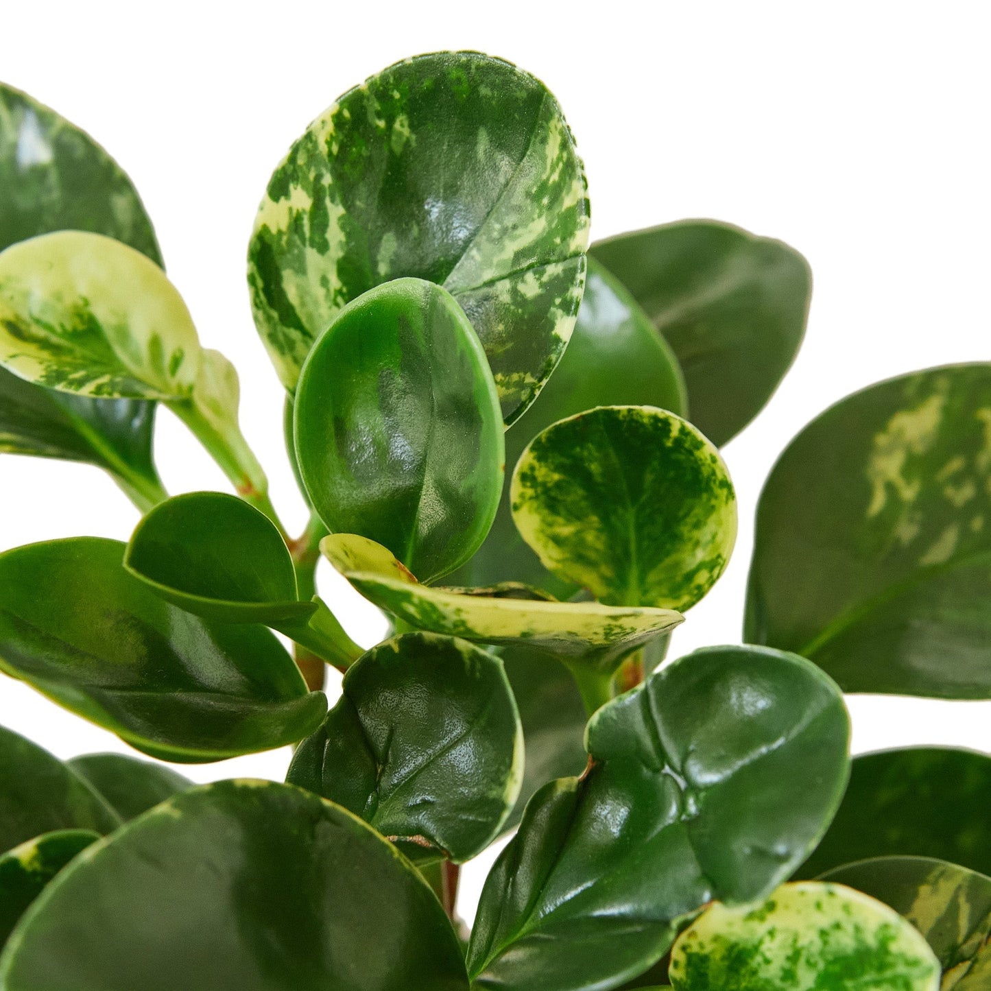 Peperomia 'Marble' Indoor Plant - Mental Houseplants™