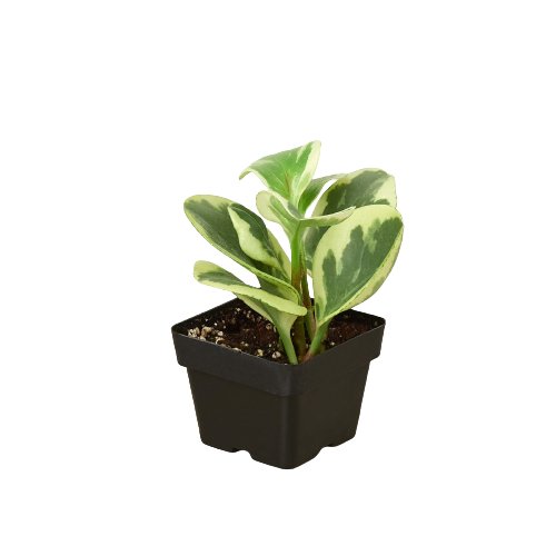 Peperomia 'Marble' Indoor Plant - Mental Houseplants™