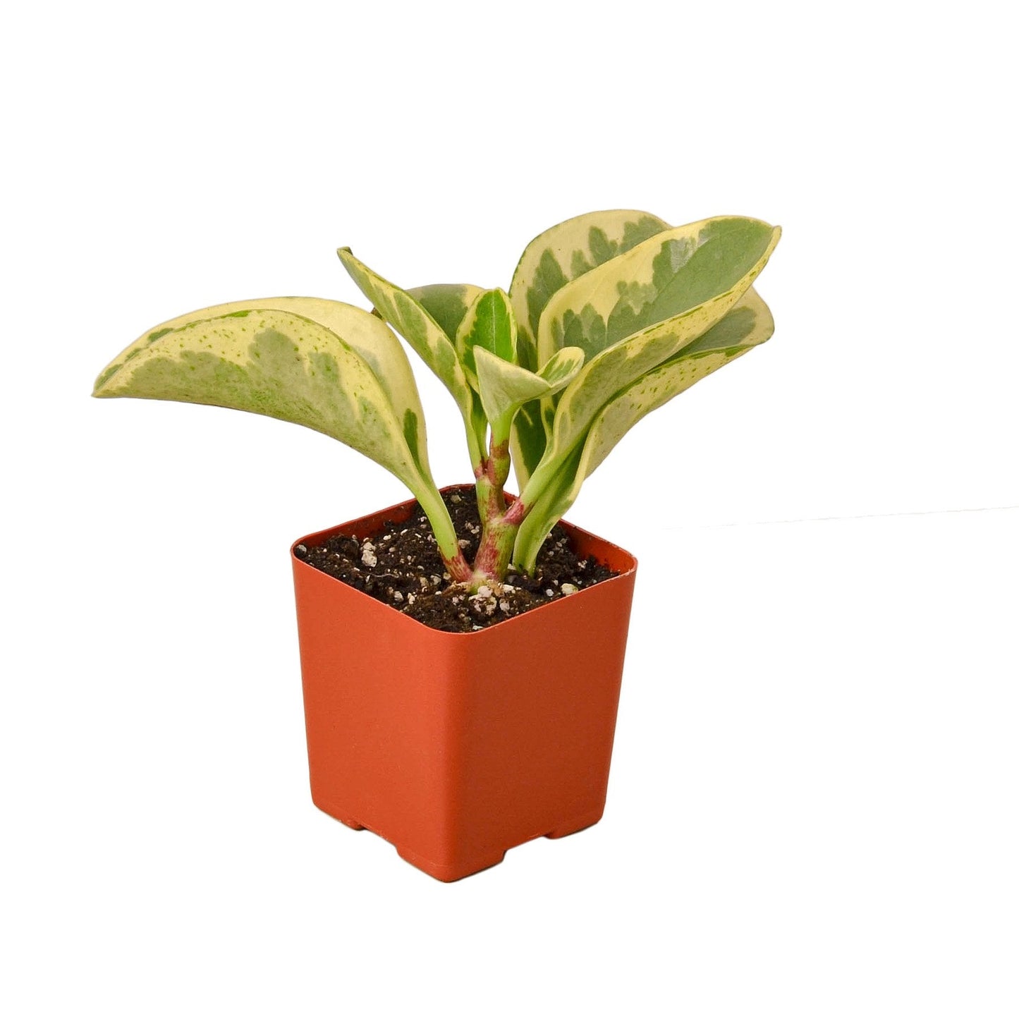 Peperomia 'Marble' Indoor Plant - Mental Houseplants™