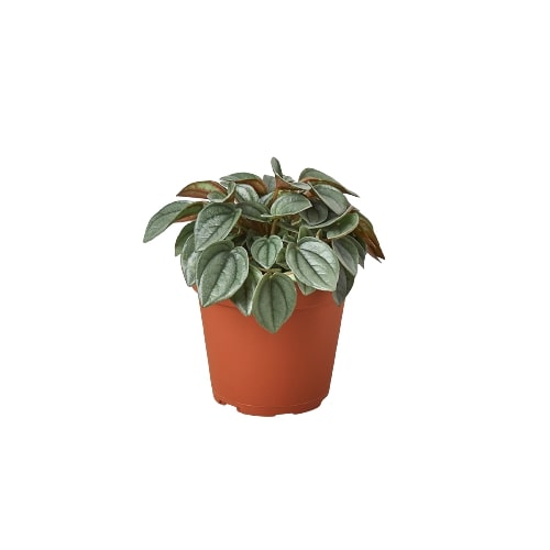 Peperomia 'Napoli Nights' - 4" Pot Indoor Plant - Mental Houseplants™