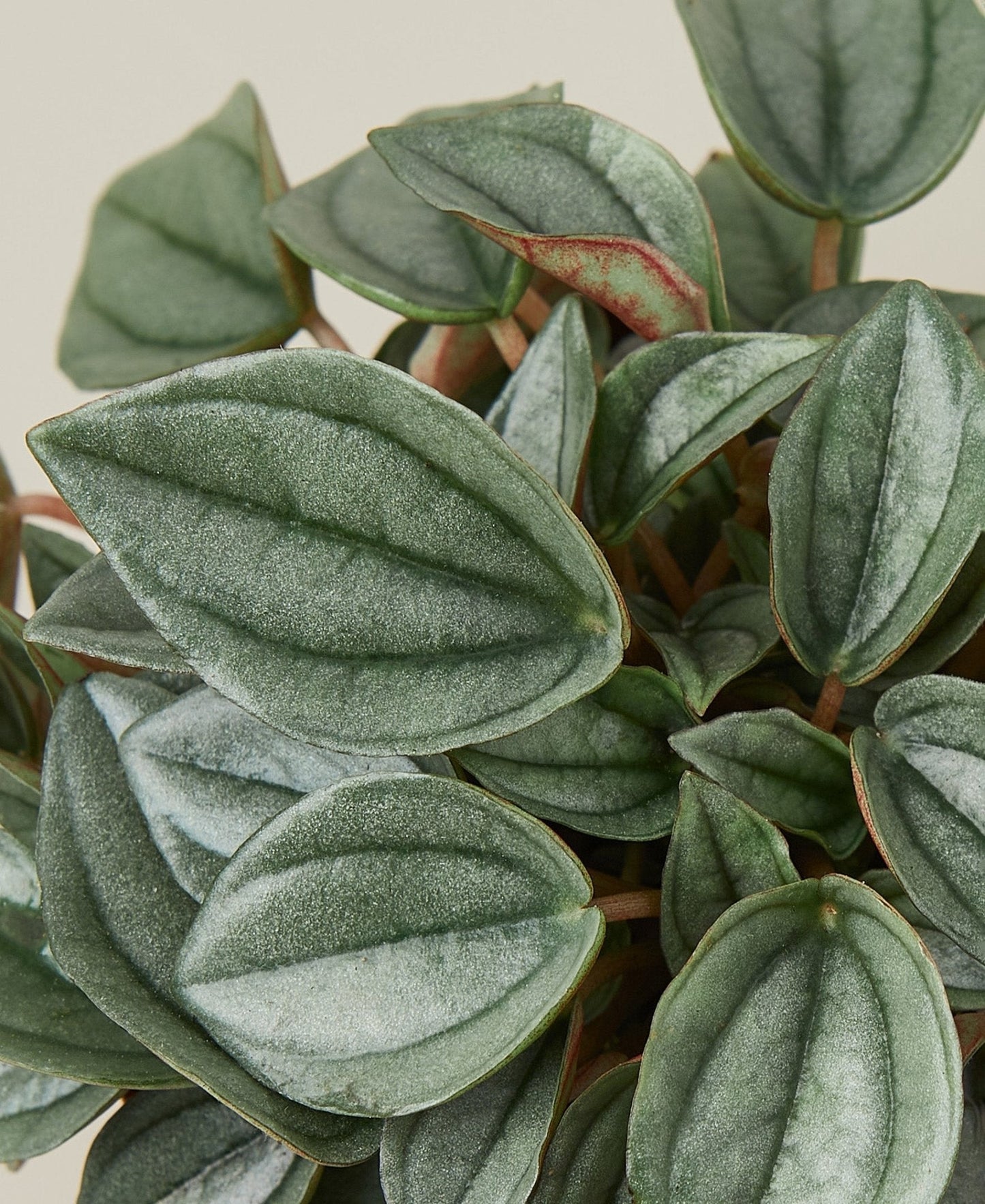 Peperomia 'Napoli Nights' - 4" Pot Indoor Plant - Mental Houseplants™