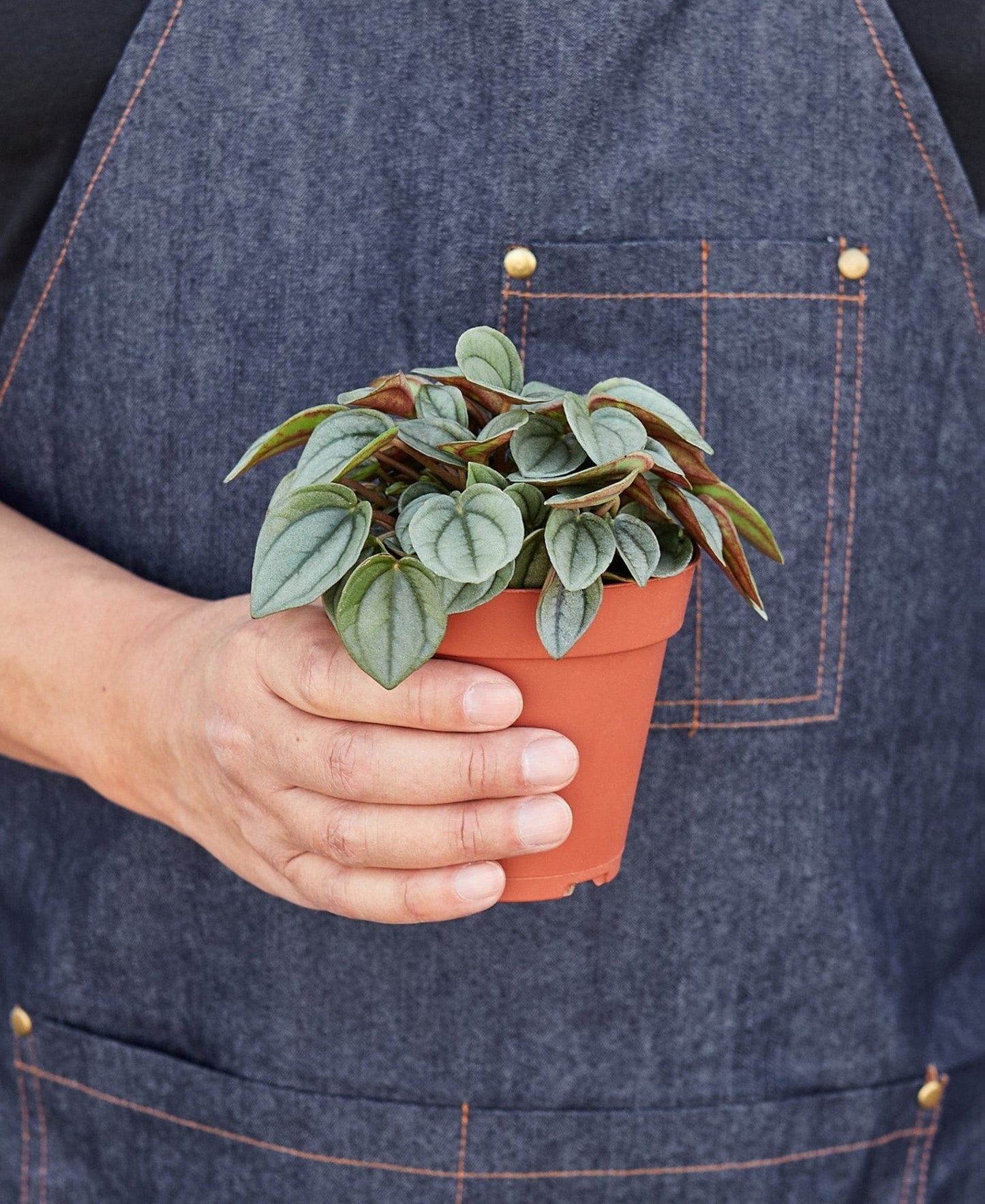 Peperomia 'Napoli Nights' - 4" Pot Indoor Plant - Mental Houseplants™
