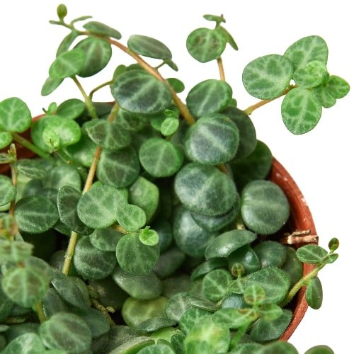 Peperomia Prostrata 'String of Turtles' Indoor Plant - Mental Houseplants™