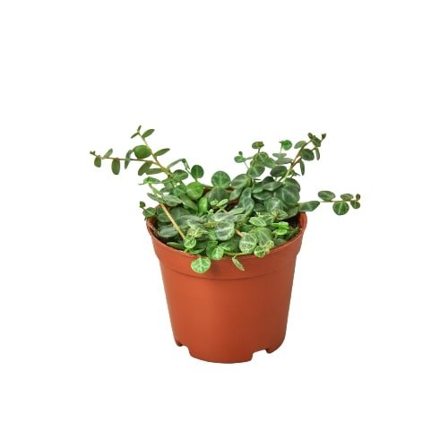 Peperomia Prostrata 'String of Turtles' Indoor Plant - Mental Houseplants™