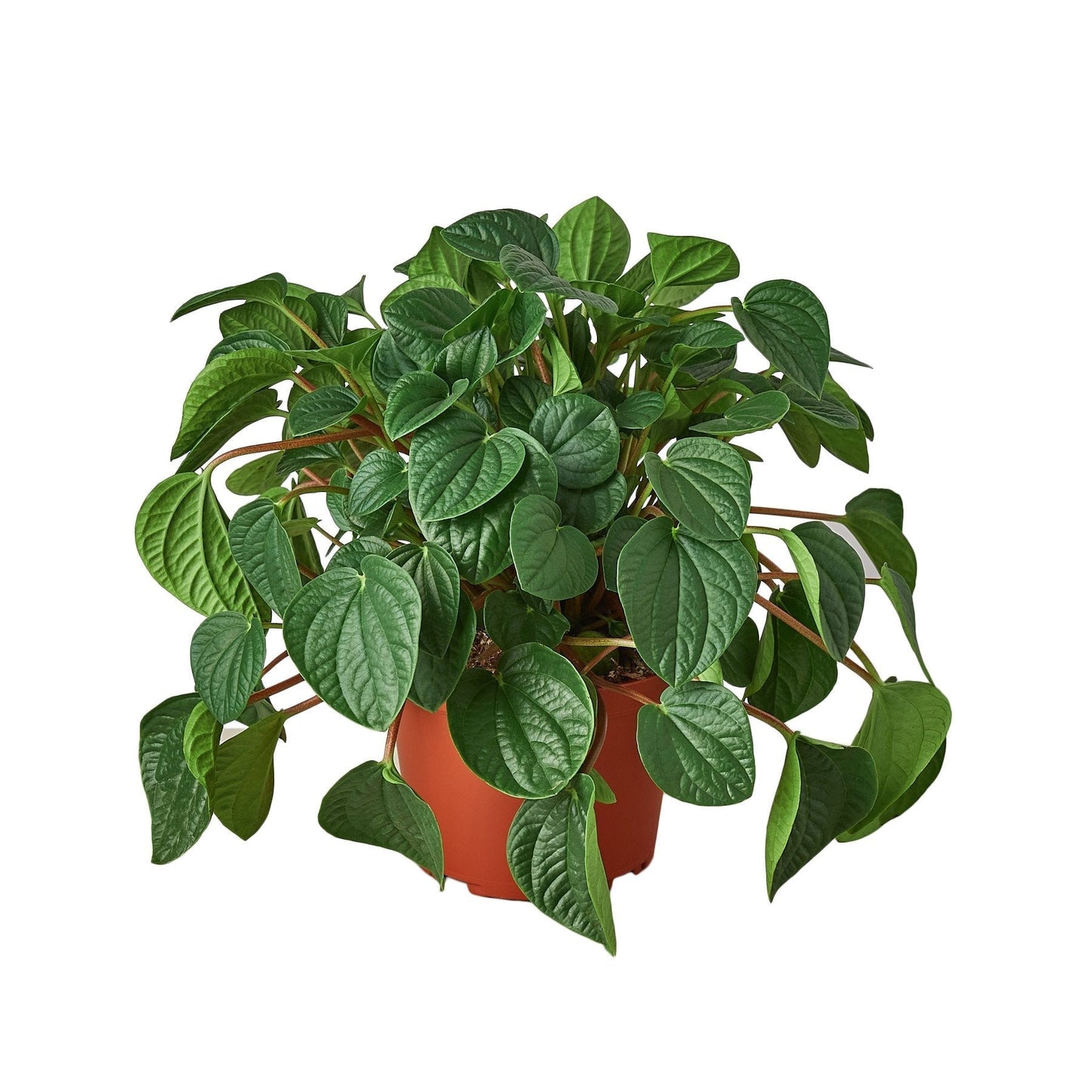 Peperomia 'Rana Verde' Indoor Plant - Mental Houseplants™