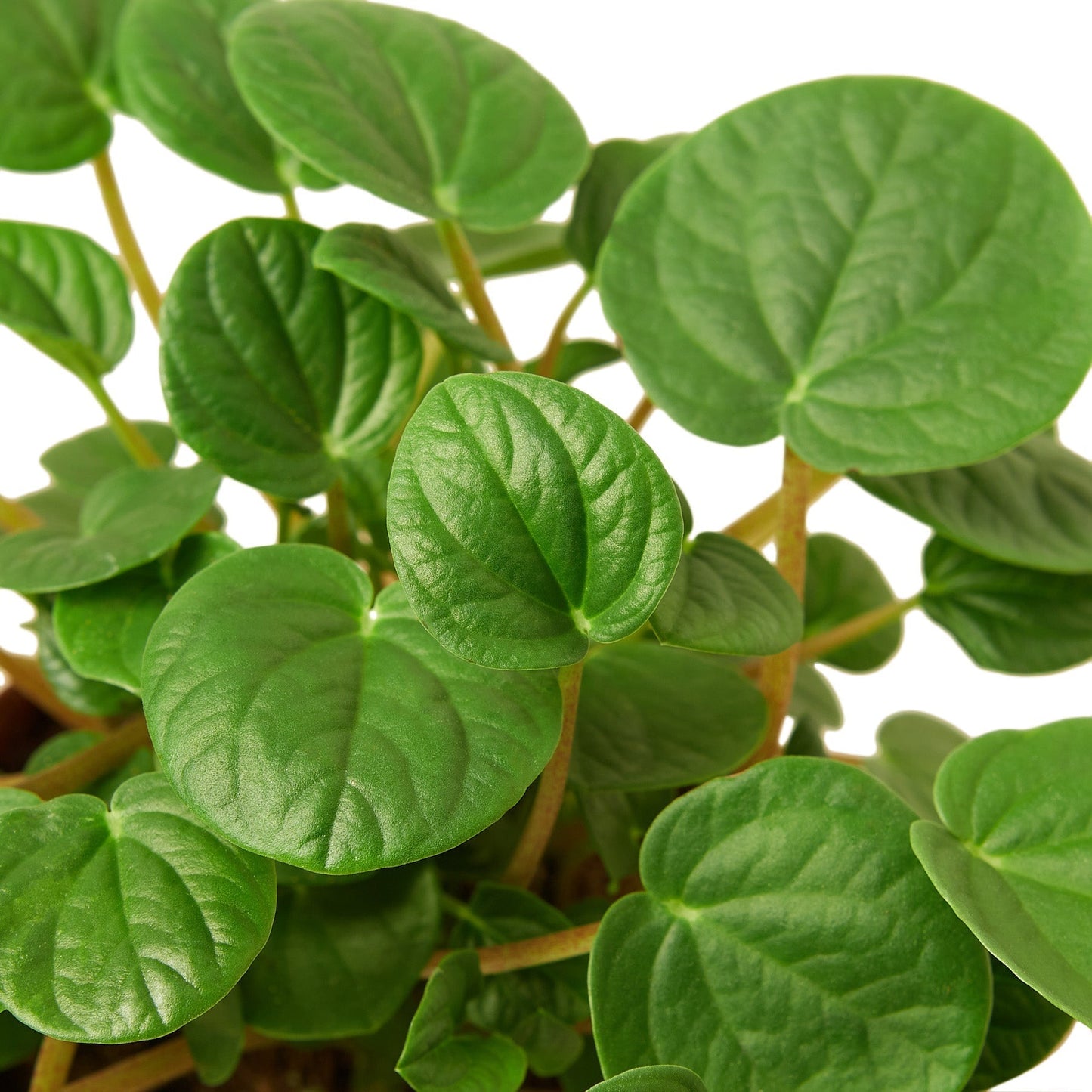 Peperomia 'Rana Verde' Indoor Plant - Mental Houseplants™