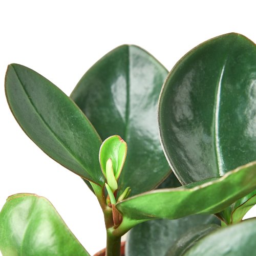 Peperomia 'Red Edge' Indoor Plant - Mental Houseplants™