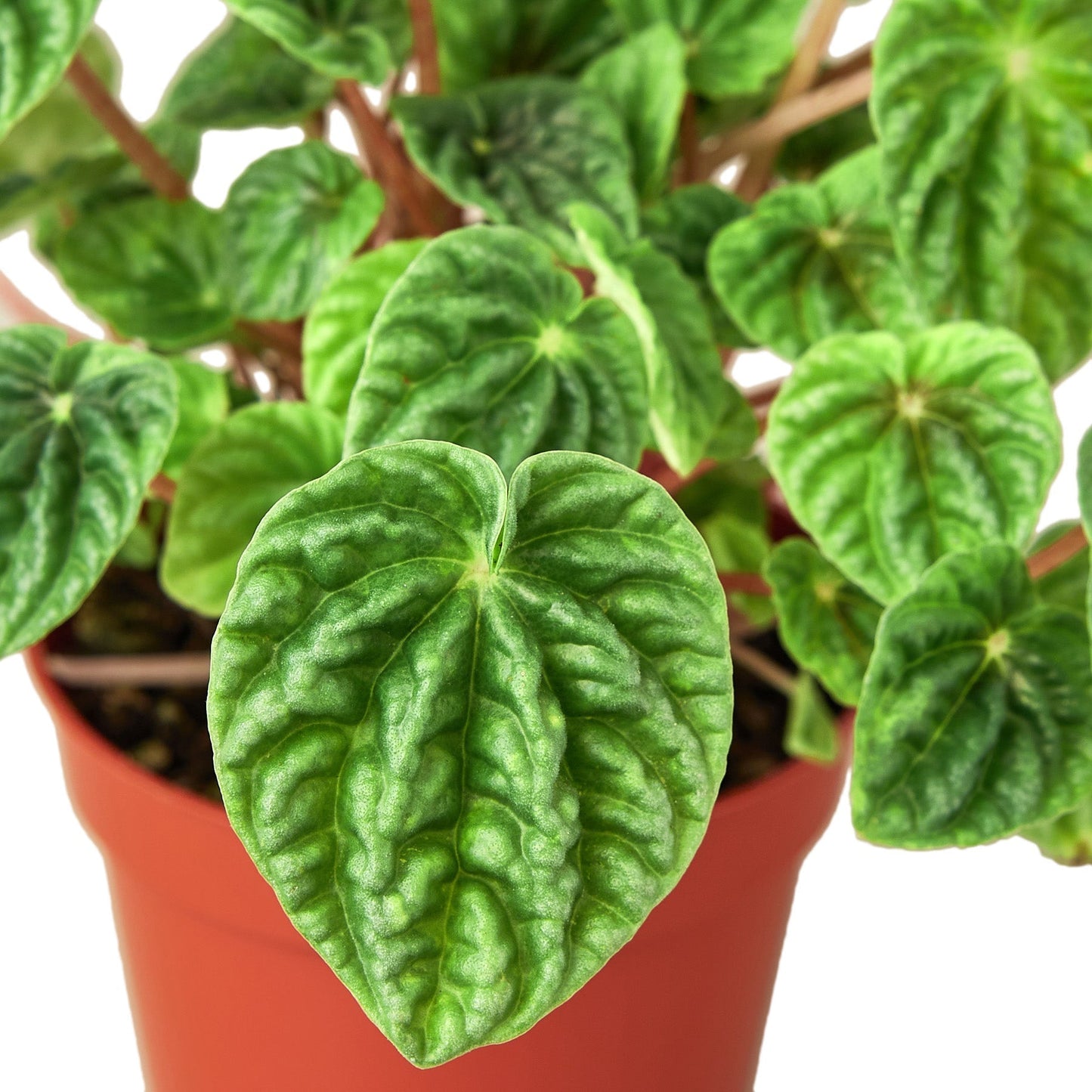 Peperomia 'Ripple' Indoor Plant - Mental Houseplants™