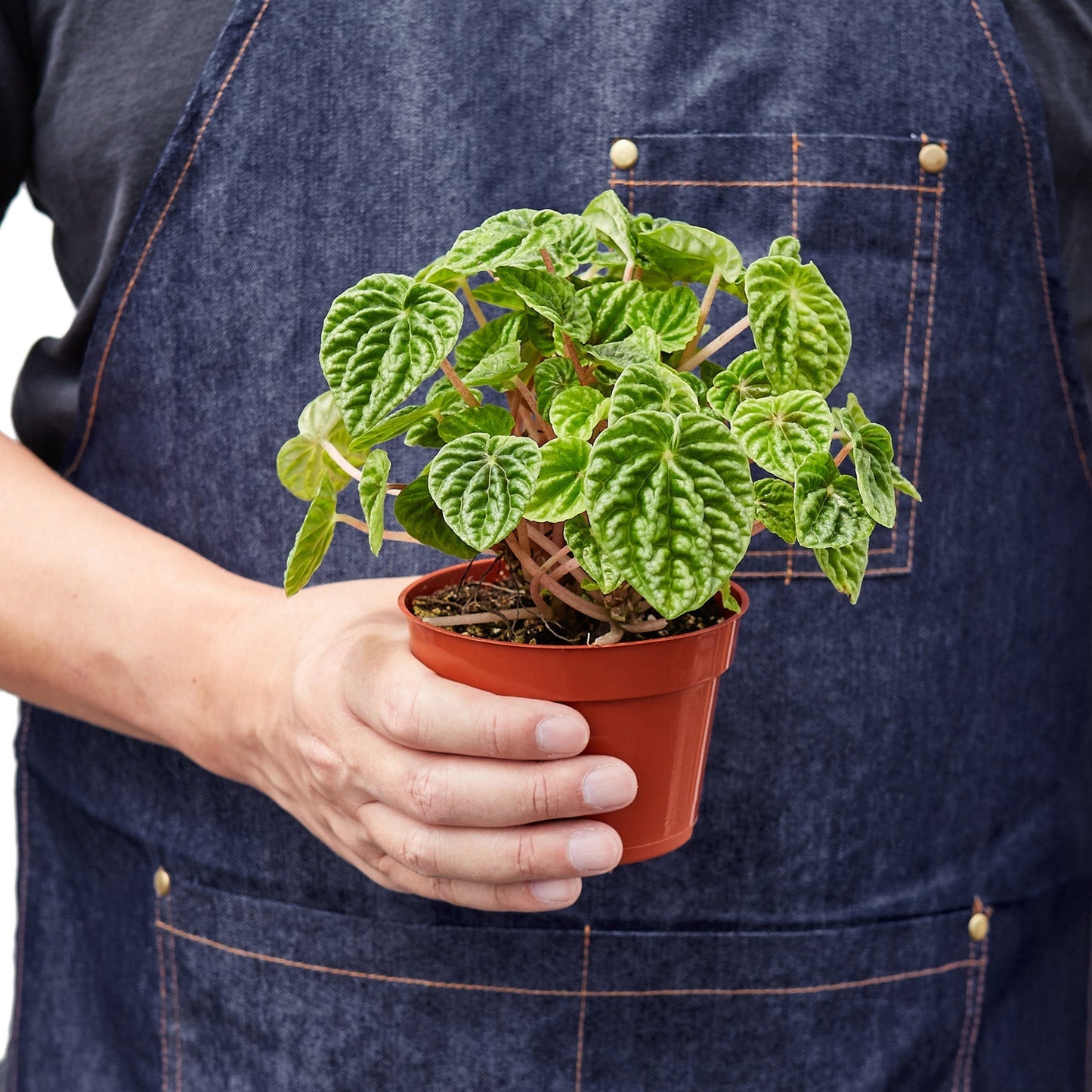 Peperomia 'Ripple' Indoor Plant - Mental Houseplants™