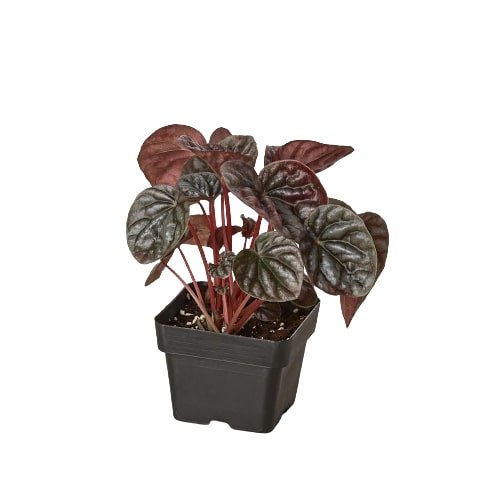 Peperomia 'Ripple Red' Indoor Plant - Mental Houseplants™