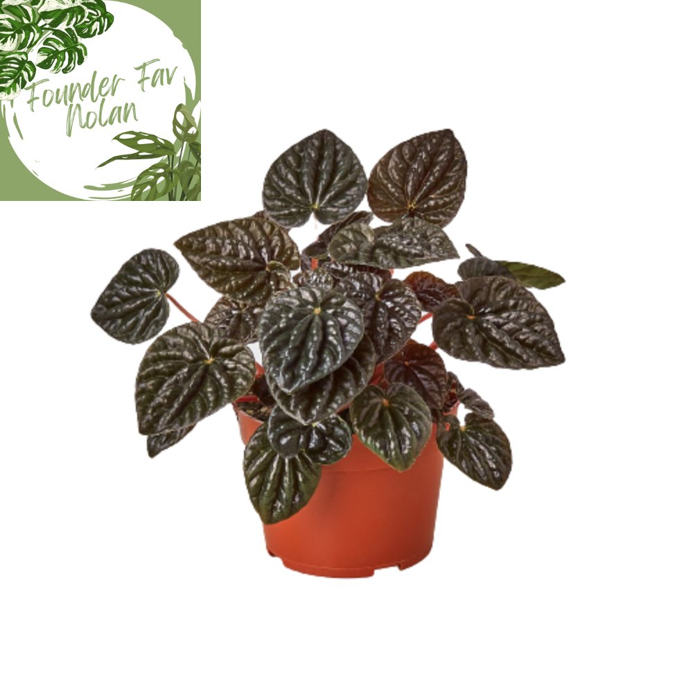 Peperomia 'Ripple Red' Indoor Plant - Mental Houseplants™