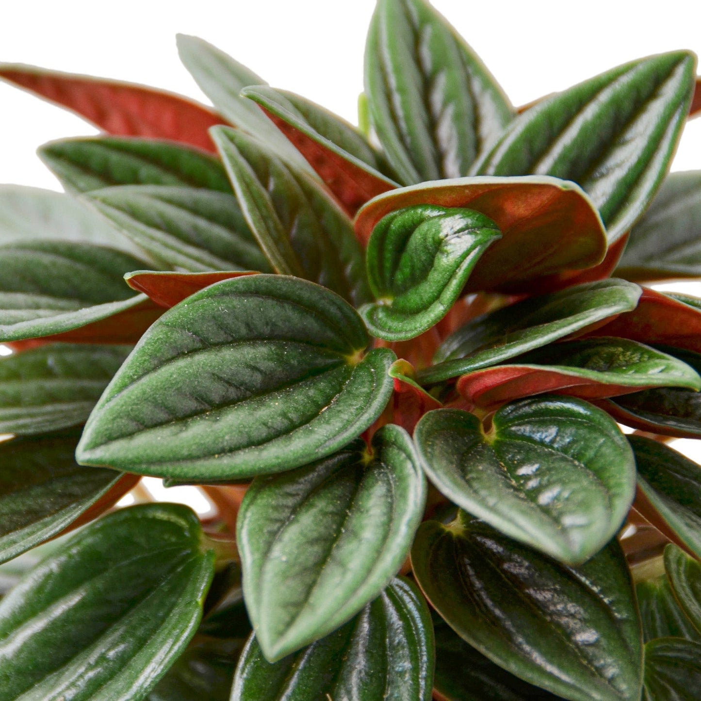 Peperomia 'Rosso' Indoor Plant - Mental Houseplants™