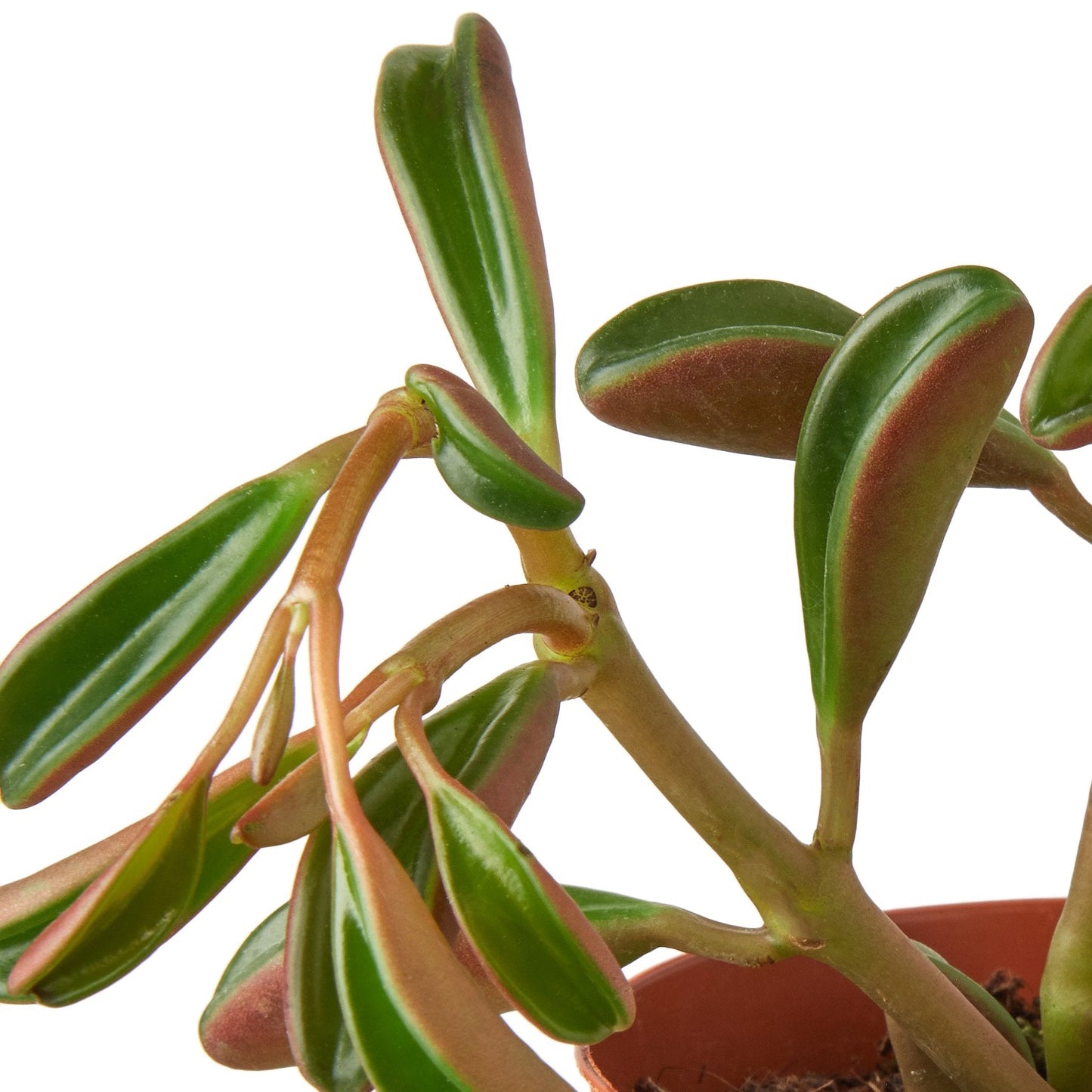 Peperomia 'Ruby Glow' Indoor Plant - Mental Houseplants™