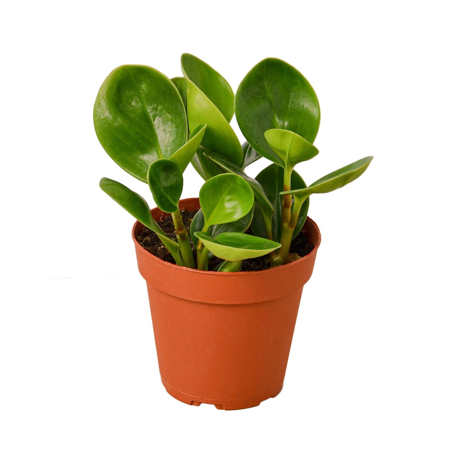 Peperomia 'Thailand' Indoor Plant - Mental Houseplants™