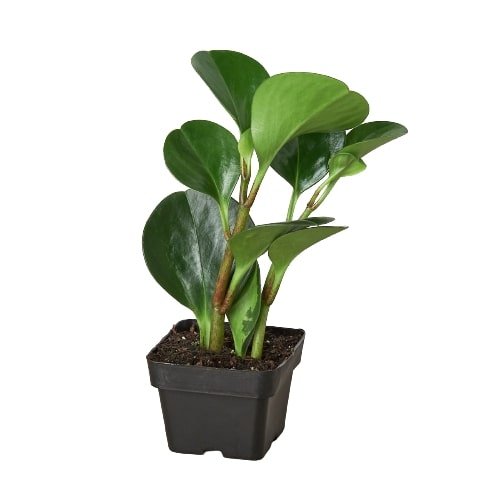 Peperomia 'Thailand' Indoor Plant - Mental Houseplants™