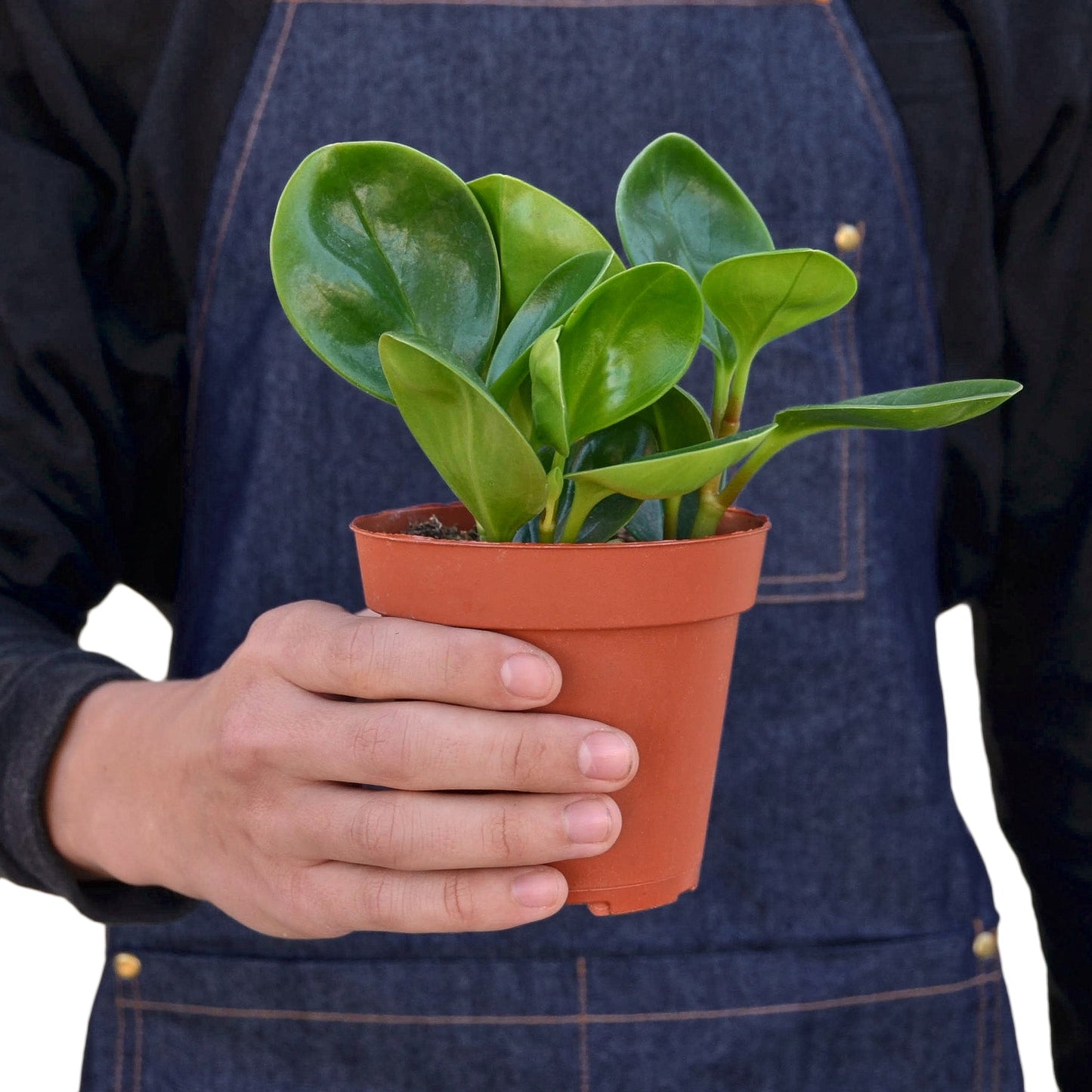 Peperomia 'Thailand' Indoor Plant - Mental Houseplants™
