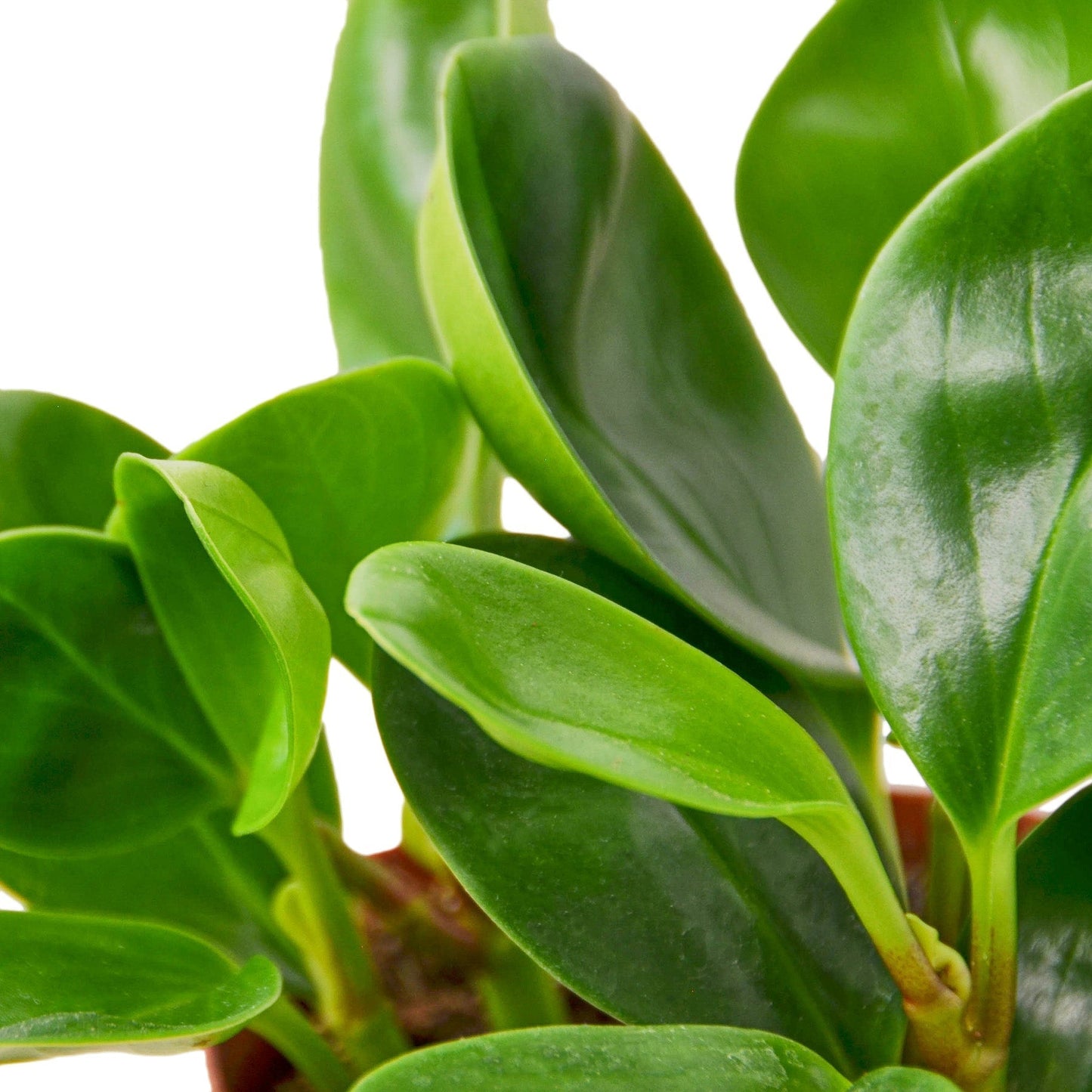 Peperomia 'Thailand' Indoor Plant - Mental Houseplants™