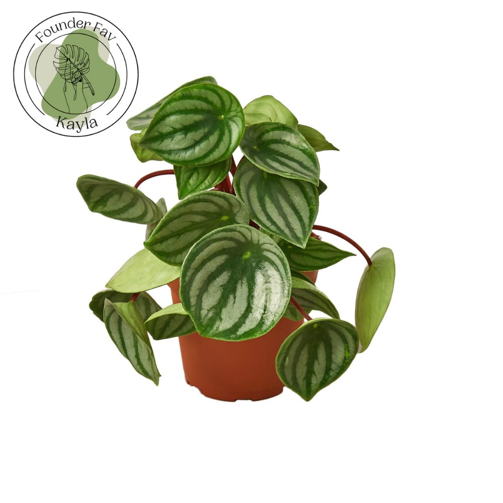 Peperomia 'Watermelon' Indoor Plant - Mental Houseplants™