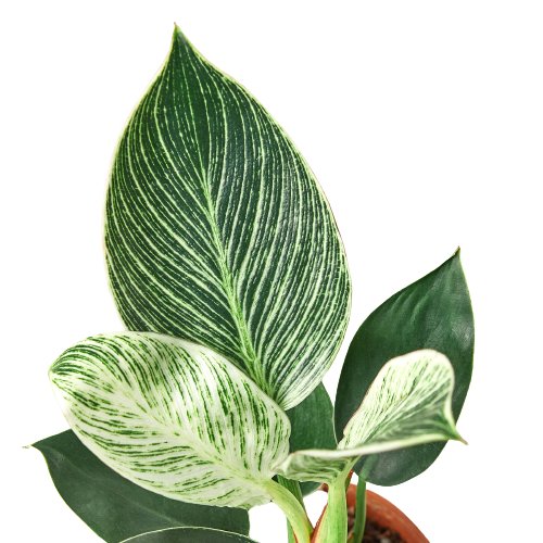 Philodendron 'Birkin' Indoor Plant - Mental Houseplants™