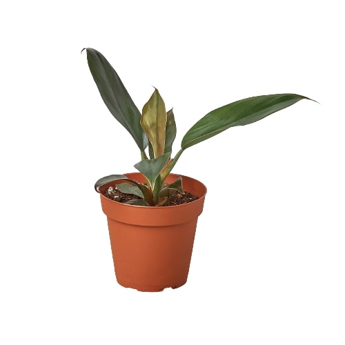Philodendron 'Black Cardinal' - 4" Pot Indoor Plant - Mental Houseplants™