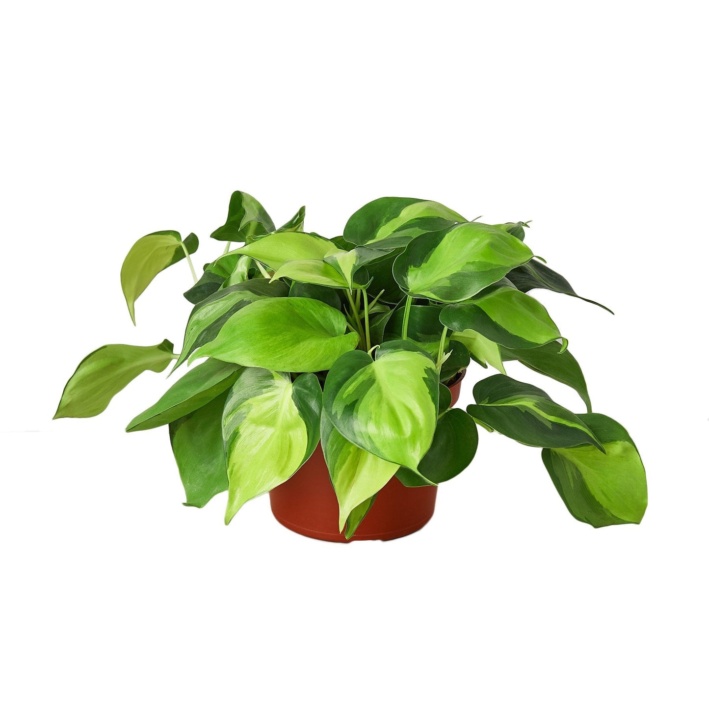 Philodendron 'Brasil' Indoor Plant - Mental Houseplants™