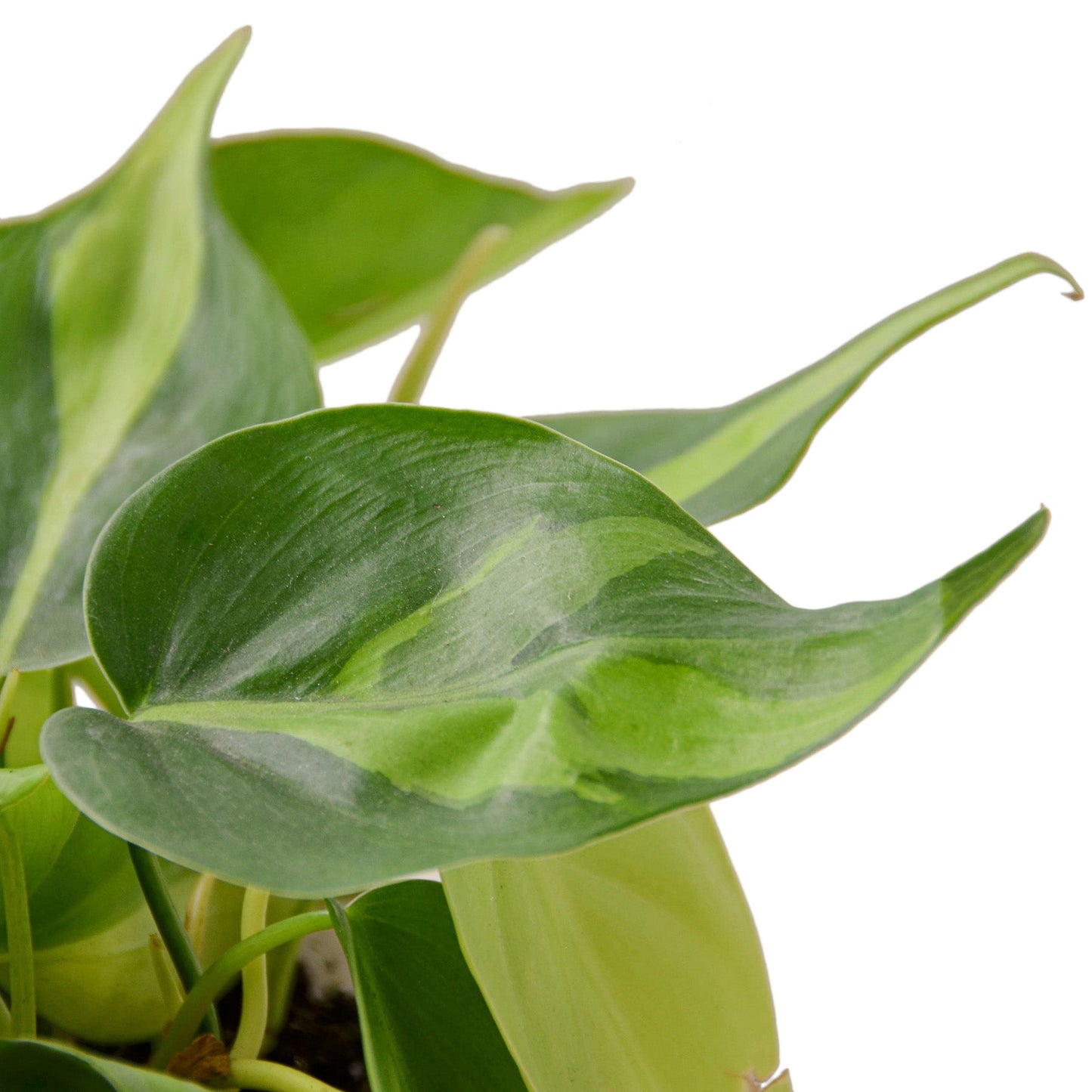 Philodendron 'Brasil' Indoor Plant - Mental Houseplants™
