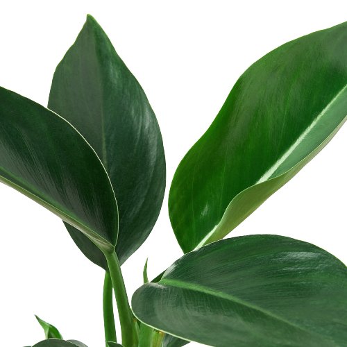 Philodendron 'Congo Green' Indoor Plant - Mental Houseplants™
