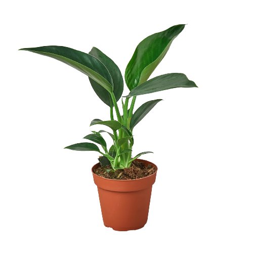 Philodendron 'Congo Green' Indoor Plant - Mental Houseplants™