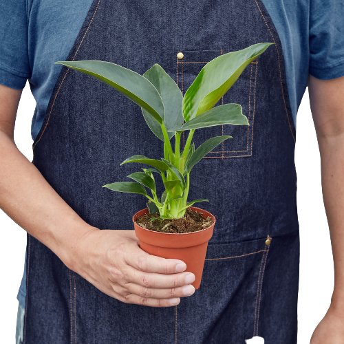 Philodendron 'Congo Green' Indoor Plant - Mental Houseplants™