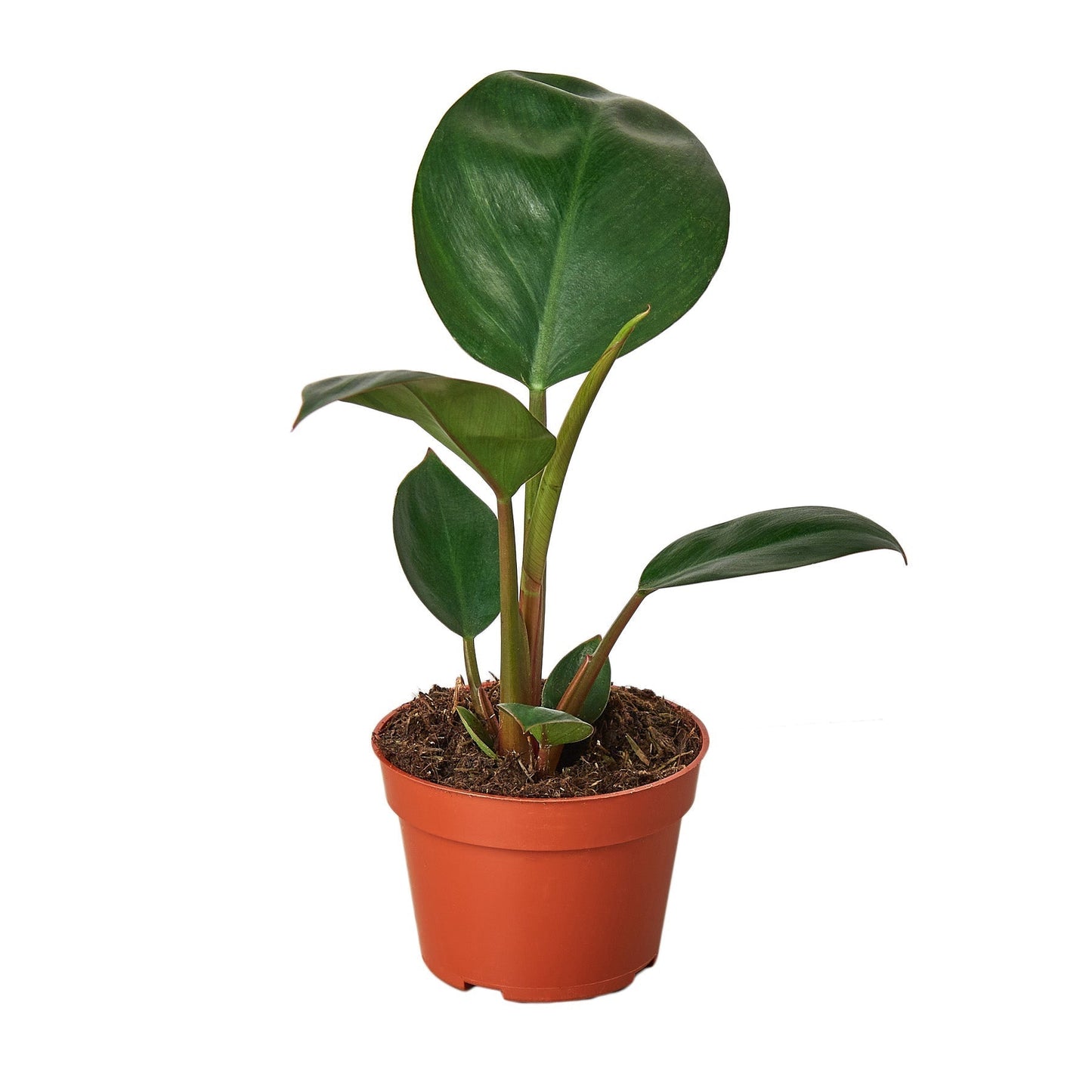 Philodendron 'Congo Rojo' Indoor Plant - Mental Houseplants™